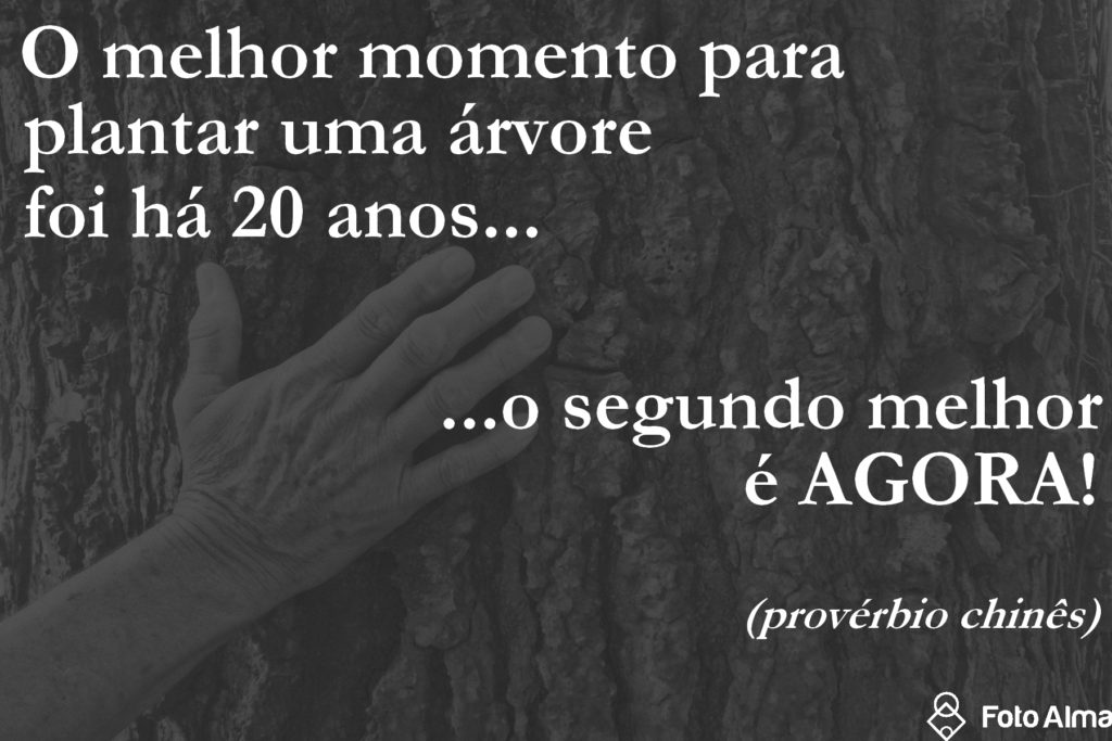 frase-plantar-arvore